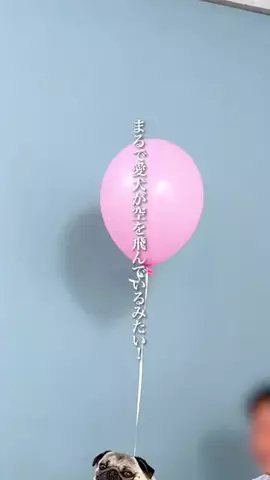 wannavi_mediaのTikTok投稿