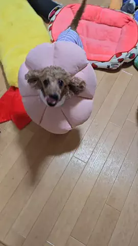 吉田家のTikTok投稿