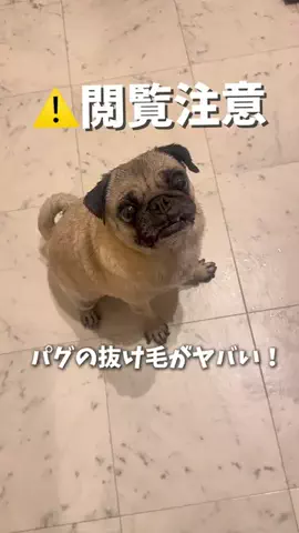 パグのももこぷっちです🍑🍎のTikTok投稿