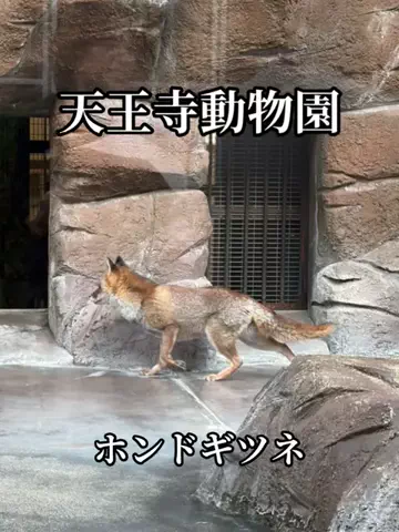 シロクマさんのTikTok投稿