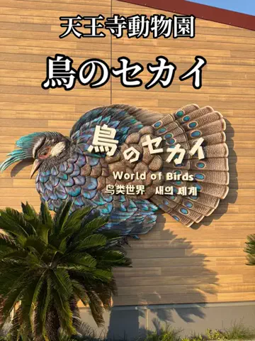 シロクマさんのTikTok投稿