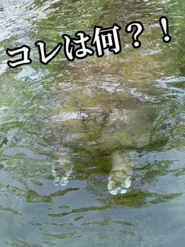 シロクマさんのTikTok投稿