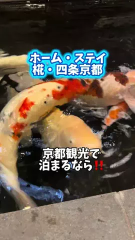 みやも人形のTikTok投稿