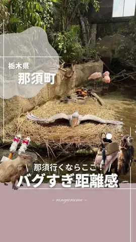 りん￤栃木のグルメとスポット👭のTikTok投稿