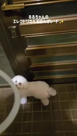 るるちゃんねるのTikTok投稿