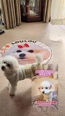 るるちゃんねるのTikTok投稿