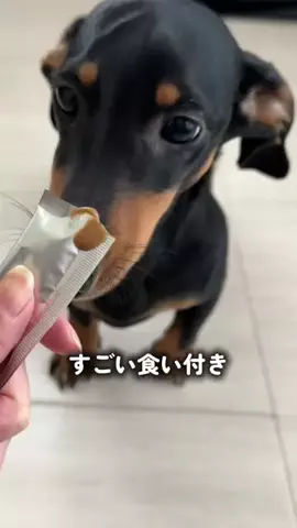 オーレの日常のTikTok投稿