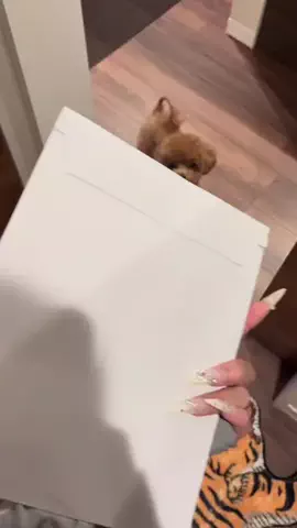gorira_inuのTikTok投稿