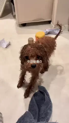 gorira_inuのTikTok投稿