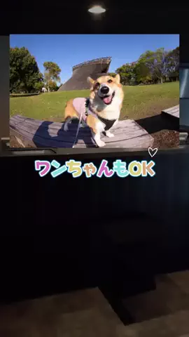 ぴよウサ@ホテルヲタクのTikTok投稿