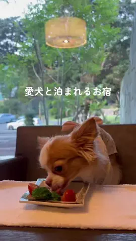 mamechan0423のTikTok投稿
