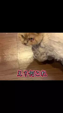 🩵👑💛でんちゅう And レトビのTikTok投稿