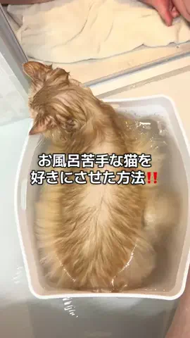 🩵👑💛でんちゅう And レトビのTikTok投稿