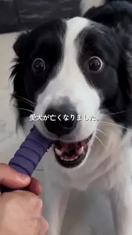 おま【ボーダーコリーと社畜の暮らし】のTikTok投稿