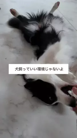 おま【ボーダーコリーと社畜の暮らし】のTikTok投稿