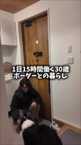 おま【ボーダーコリーと社畜の暮らし】のTikTok投稿