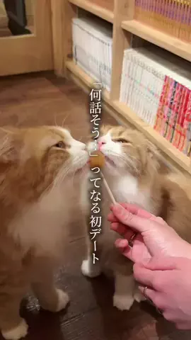 ぽてのTikTok投稿