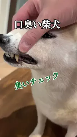看板柴犬りぼんちゃんのTikTok投稿