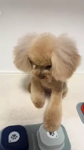 むぎとくるみ🧸🎀のTikTok投稿