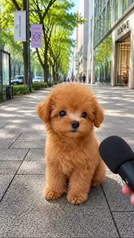 犬猫総合製薬株式会社のTikTok投稿