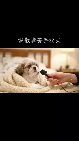 犬猫総合製薬株式会社のTikTok投稿