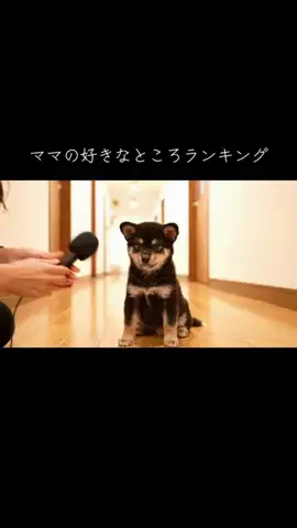 犬猫総合製薬株式会社のTikTok投稿