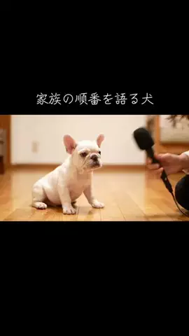 犬猫総合製薬株式会社のTikTok投稿