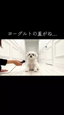 犬猫総合製薬株式会社のTikTok投稿