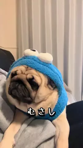 パグのむさしのTikTok投稿