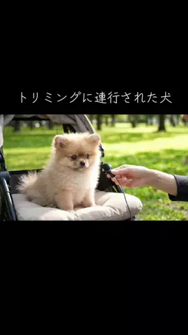 犬猫総合製薬株式会社のTikTok投稿