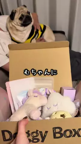 パグのむさしのTikTok投稿