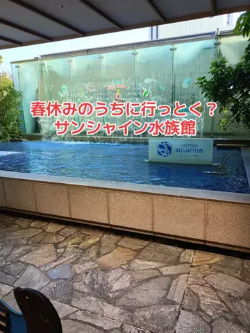 野良猫　イチくんとナナちゃんのTikTok投稿