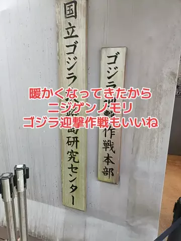 野良猫　イチくんとナナちゃんのTikTok投稿