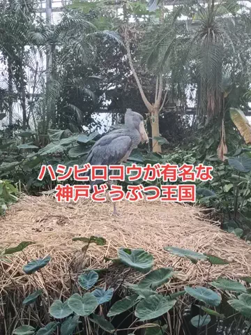 野良猫　イチくんとナナちゃんのTikTok投稿