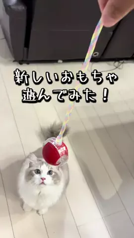 七夕（ちーしー）のTikTok投稿