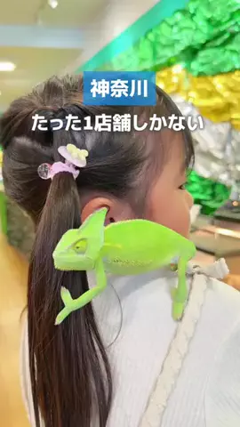 すぅ|神奈川発お出かけ&旅のTikTok投稿