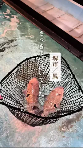 堺グルメ紀行のTikTok投稿