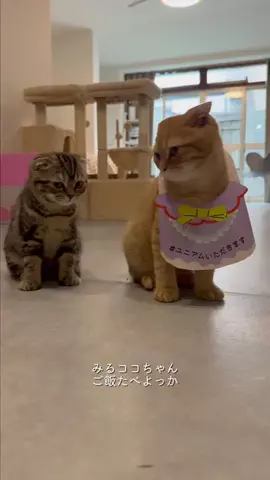 みるココ成長日記のTikTok投稿