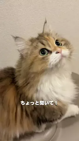 双子姉妹 ぽむ&ココのTikTok投稿