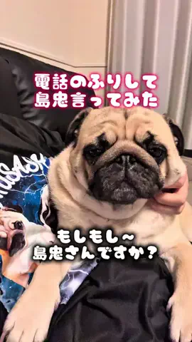 パグのむさしのTikTok投稿