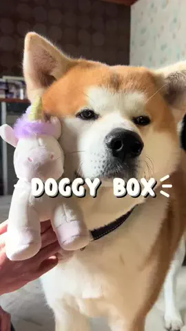 秋田犬えいきち🐶🍦💘のTikTok投稿