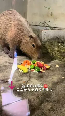 みおの十勝ごはんのTikTok投稿