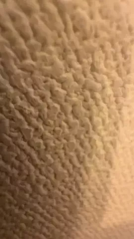 伊藤家のひろし🐈‍⬛🐾のTikTok投稿