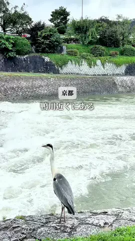 湖都と古都を巡る旅　大人の滋賀・京都グルメのTikTok投稿