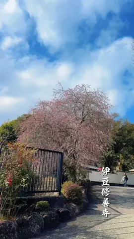桜燕亭のTikTok投稿