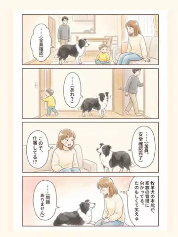 都内のチワワのTikTok投稿