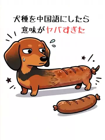 都内のチワワのTikTok投稿