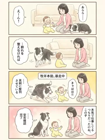 都内のチワワのTikTok投稿