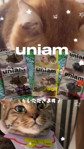 肉太郎🥬🍖🥬🐈🐈‍⬛moipi's roomのTikTok投稿