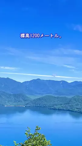 おでかけポコのTikTok投稿